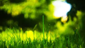 4K TV displaying a vibrant image of grass blades on the field