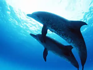Dolphins Under The Sea Picture