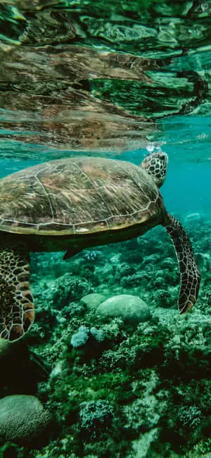 Turtle Swimming Underwater Iphone