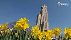 University Of Pittsburgh Daffodils 