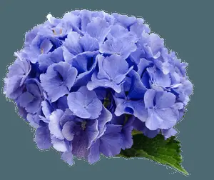 Vibrant Blue Hydrangea Bloom