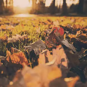 Vintage Aesthetic Fall Ground Leaves