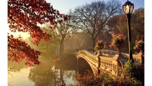 Enjoy the beauty of Vintage Autumn