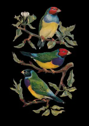 Vintage Colorful Birds Illustration