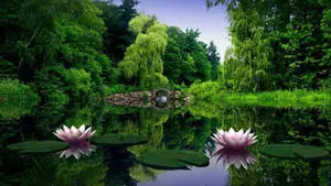 Water Lilies Full HD 1600x900