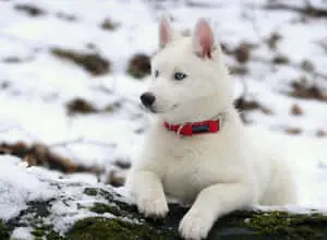 White Dog Snow Pictures