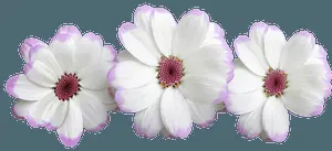 White Purple Tipped Daisy Flowers