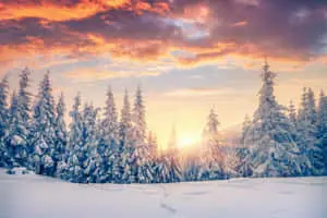 Winter Forest Sunset Picture