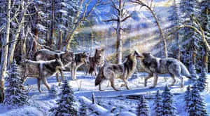 Wolf Pack Snow Forest Sunrise