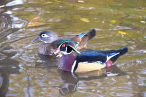 Wood Ducks Wavy Water Picture