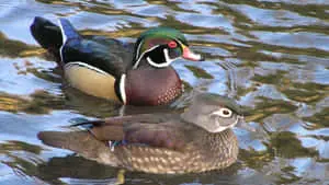 Male And Female Wood Duck Picture