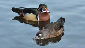 Wood Duck Dipping In Different Position Picture
