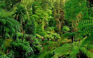Woodland Forest Background