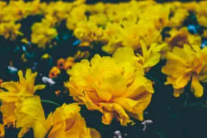 Vibrant Yellow Aesthetic Flower Illuminating the Desktop