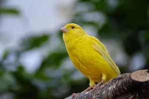 Yellow Canary Bird In Focus