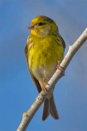 Yellow Canary Bird On Wooden Branch